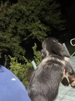 Blake, a male Miniature Dachshund for sale in Okeechobee, FL – 7 of 10