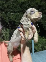 Diamond, a female Miniature Dachshund for sale in Okeechobee, FL – 7 of 9
