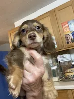 Bandit, a male Miniature Dachshund for sale in Okeechobee, FL – 3 of 7