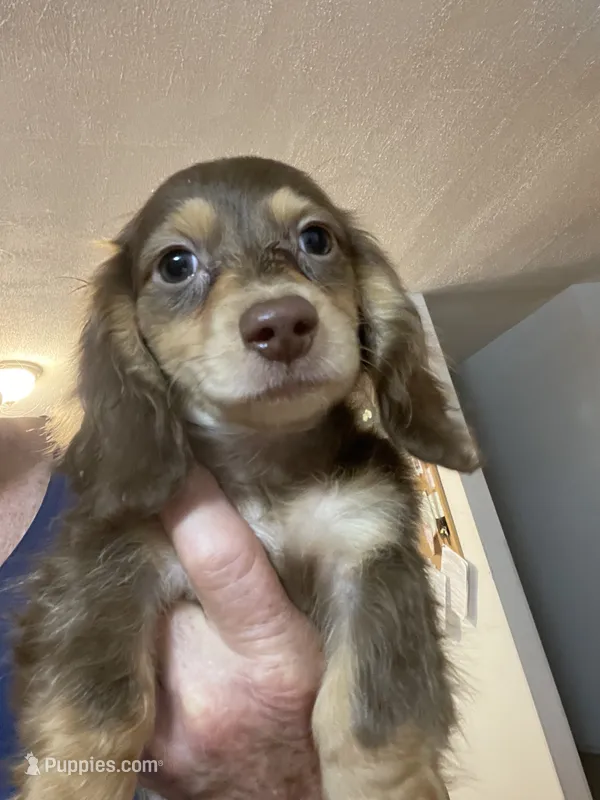 Bandit – Miniature Dachshund puppy for sale in Okeechobee, FL