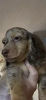 Poncho, a male Miniature Dachshund for sale in Okeechobee, FL – 7 of 10