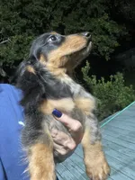 Blake, a male Miniature Dachshund for sale in Okeechobee, FL – 2 of 10