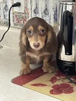 Shorty, a male Miniature Dachshund for sale in Okeechobee, FL – 6 of 7
