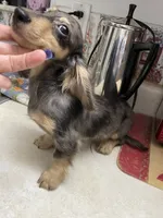 Titan, a male Miniature Dachshund for sale in Okeechobee, FL – 7 of 10