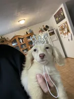 Sweets, a female Miniature Dachshund for sale in Okeechobee, FL – 3 of 6