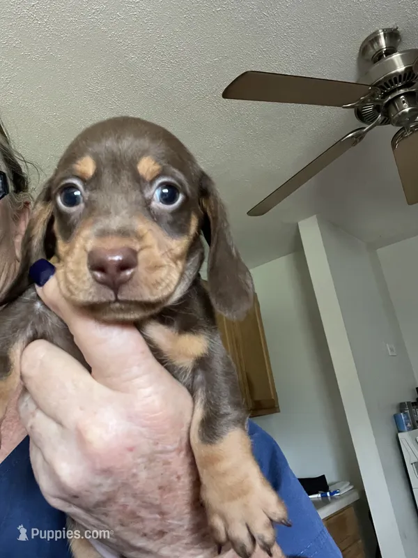 Beanie – Miniature Dachshund puppy for sale in Okeechobee, FL