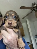 Beanie, a male Miniature Dachshund for sale in Okeechobee, FL – 1 of 10