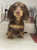 Lane, a male Miniature Dachshund for sale in Okeechobee, FL – 6 of 10
