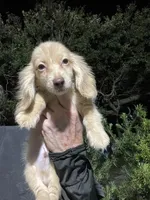 Blake, a male Miniature Dachshund for sale in Okeechobee, FL – 6 of 10
