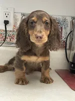 Lane, a male Miniature Dachshund for sale in Okeechobee, FL – 3 of 10