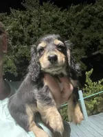 Beauty , a female Miniature Dachshund for sale in Okeechobee, FL – 4 of 6