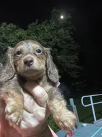 Victoria, a female Miniature Dachshund for sale in Okeechobee, FL – 3 of 6