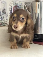Bandit, a male Miniature Dachshund for sale in Okeechobee, FL – 5 of 7