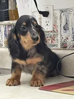 Blake, a male Miniature Dachshund for sale in Okeechobee, FL – 4 of 10