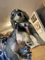 Titan, a male Miniature Dachshund for sale in Okeechobee, FL – 6 of 10