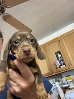 Beanie, a male Miniature Dachshund for sale in Okeechobee, FL – 5 of 10