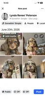 Poncho, a male Miniature Dachshund for sale in Okeechobee, FL – 10 of 10