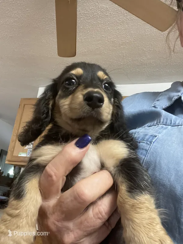 Beauty  – Miniature Dachshund puppy for sale in Okeechobee, FL