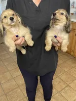 Tippy, a male Miniature Dachshund for sale in Okeechobee, FL – Photo 8 of 10