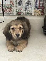 Tippy, a male Miniature Dachshund for sale in Okeechobee, FL – Photo 2 of 10