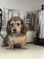 Tippy, a male Miniature Dachshund for sale in Okeechobee, FL – Photo 10 of 10