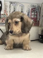 Tippy, a male Miniature Dachshund for sale in Okeechobee, FL – Photo 9 of 10