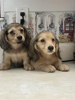 Tippy, a male Miniature Dachshund for sale in Okeechobee, FL – Photo 3 of 10