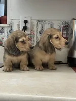 Tippy, a male Miniature Dachshund for sale in Okeechobee, FL – Photo 4 of 10