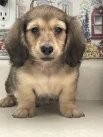 Tippy, a male Miniature Dachshund for sale in Okeechobee, FL – Photo 1 of 10