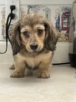 Tippy, a male Miniature Dachshund for sale in Okeechobee, FL – Photo 7 of 10