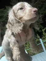 Silver, a male Miniature Dachshund for sale in Okeechobee, FL – 2 of 8