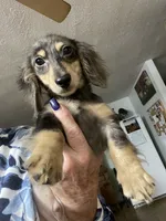 Titan, a male Miniature Dachshund for sale in Okeechobee, FL – 4 of 10
