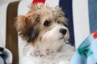Thelma, a female Havanese for sale in George, IA – 6 of 6