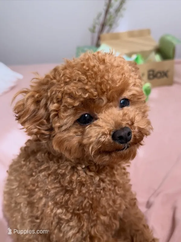 Soso – Poodle - Toy  puppy for sale in George, IA