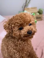 Soso, a female Poodle - Toy  for sale in George, IA – 1 of 6