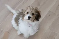 Thelma, a female Havanese for sale in George, IA – 3 of 6