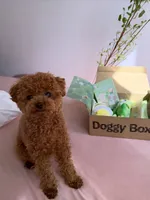 Soso, a female Poodle - Toy  for sale in George, IA – 5 of 6