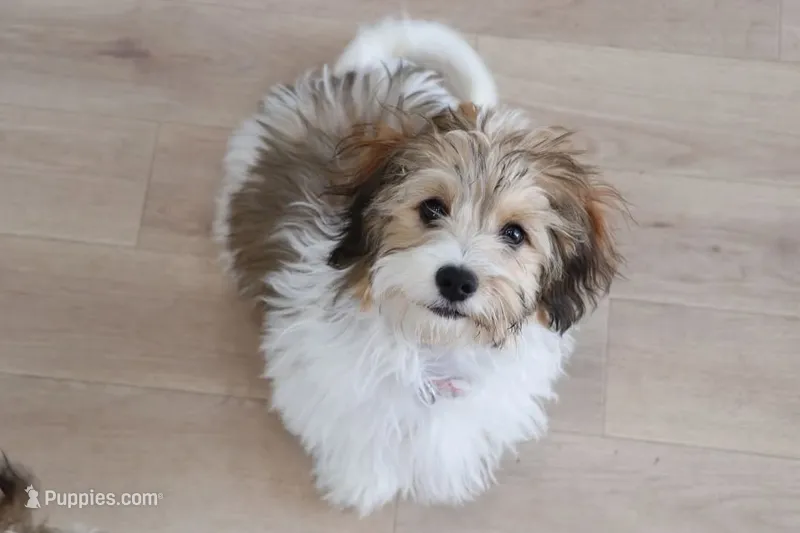 Thelma – Havanese puppy for sale in George, IA