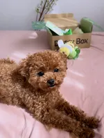 Soso, a female Poodle - Toy  for sale in George, IA – 4 of 6