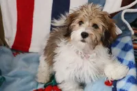 Thelma, a female Havanese for sale in George, IA – 2 of 6