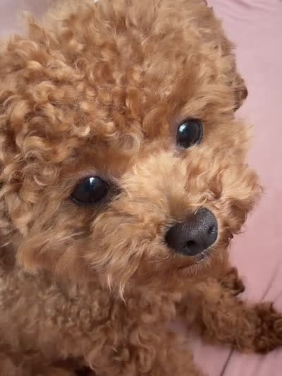 Soso, a female Poodle - Toy  for sale in George, IA – 2 of 6