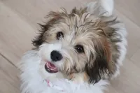 Thelma, a female Havanese for sale in George, IA – 5 of 6