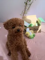 Soso, a female Poodle - Toy  for sale in George, IA – 3 of 6