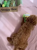 Soso, a female Poodle - Toy  for sale in George, IA – 6 of 6