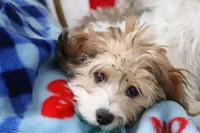 Thelma, a female Havanese for sale in George, IA – 4 of 6
