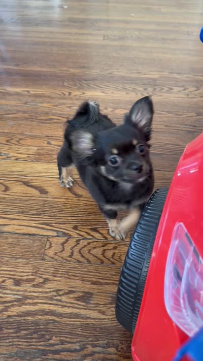 Leon Long coat , a male Chihuahua for sale in Linden, NJ – 4 of 4