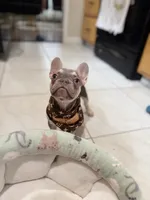 Chanel, a female French Bulldog for sale in Linden, NJ – 3 of 6