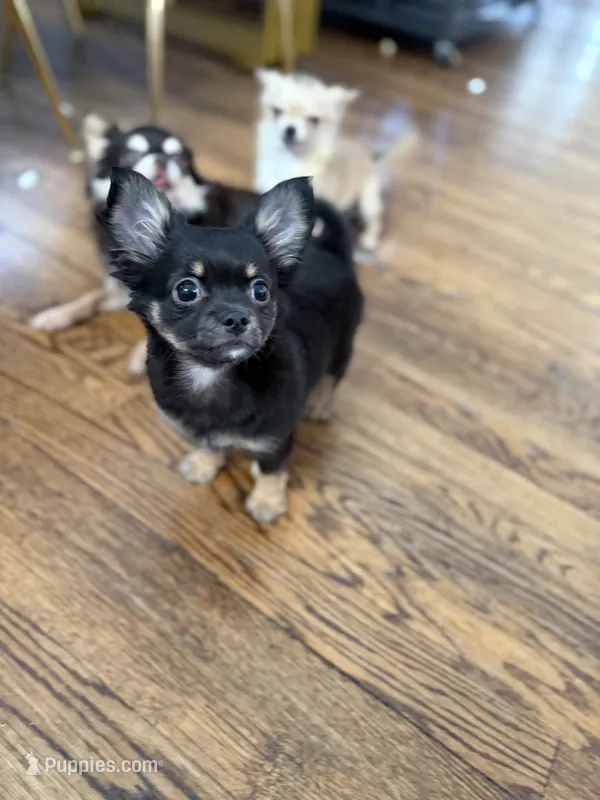 Leon Long coat  – Chihuahua puppy for sale in Linden, NJ