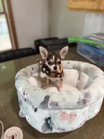 CKC HUSKY MARKINGS, a male Chihuahua for sale in Linden, NJ – 2 of 3