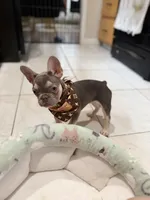Chanel, a female French Bulldog for sale in Linden, NJ – 4 of 6
